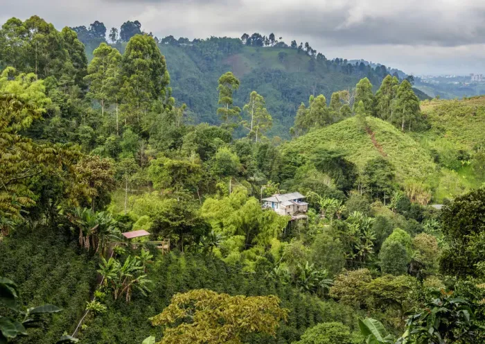 Framed Print : Coffea Plantation, Salento, Quindio Department, Colombia Framed Print : Coffea Plantation, Salento, Quindio Department, Colombia