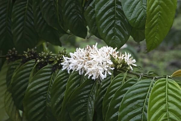 A coffee bush in flower displays its distinct white flower