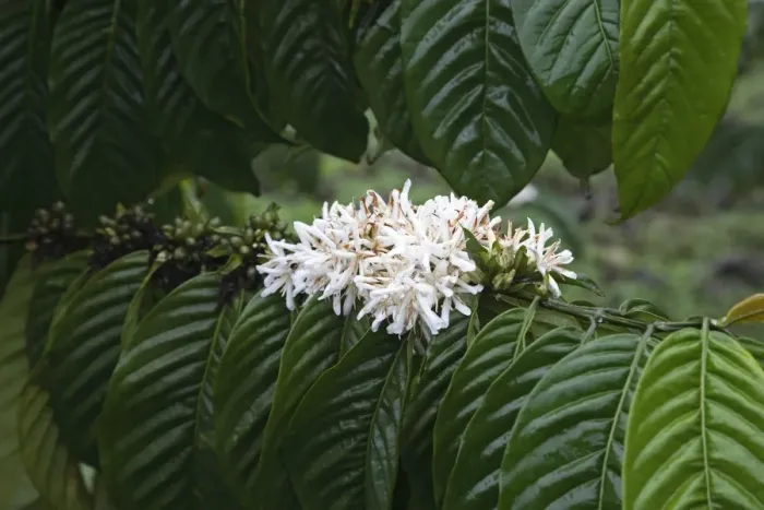 Framed Print : A coffee bush in flower displays its distinct white flower