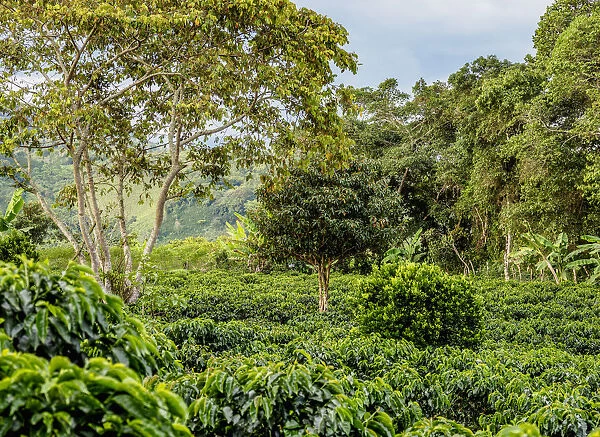 Coffee Field, San Agustin, Huila Department, Colombia