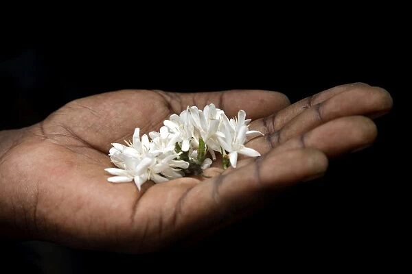A coffee flower is held delciately in the palm of a Sao Tomense hand