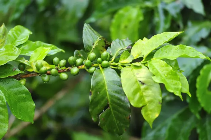 Framed Print : Coffee plant in Buenavista, Colombia, South America Framed Print : Coffee plant in Buenavista, Colombia, South America