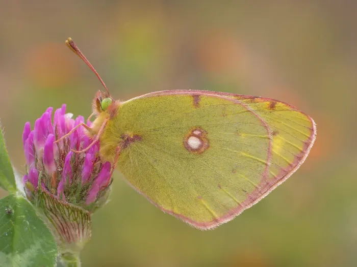 Framed Print : Colias croceus, Liguria, Italy, Genoa Framed Print : Colias croceus, Liguria, Italy, Genoa