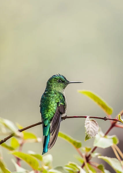 Colibri Hummingbird, La Montana, Salento, Quindio Department, Colombia
