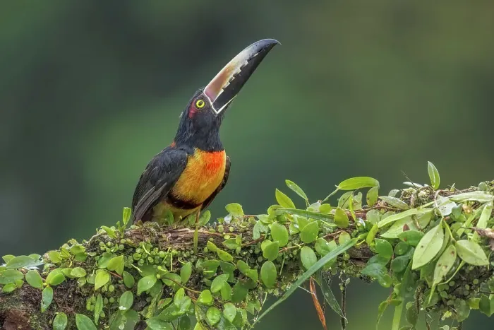 Framed Print : Collared Aracari (Pteroglossus torquatus), Boca Tapada, Alajuela, Costa Rica Framed Print : Collared Aracari (Pteroglossus torquatus), Boca Tapada, Alajuela, Costa Rica