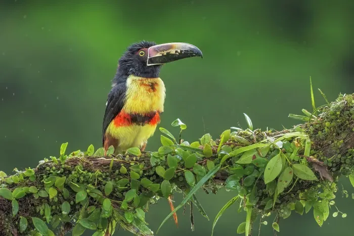 Framed Print : Collared Aracari (Pteroglossus torquatus), Boca Tapada, Alajuela, Costa Rica Framed Print : Collared Aracari (Pteroglossus torquatus), Boca Tapada, Alajuela, Costa Rica