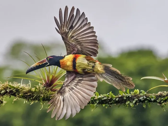 Framed Print : Collared Aracari (Pteroglossus torquatus), Boca Tapada, Costa Rica Framed Print : Collared Aracari (Pteroglossus torquatus), Boca Tapada, Costa Rica