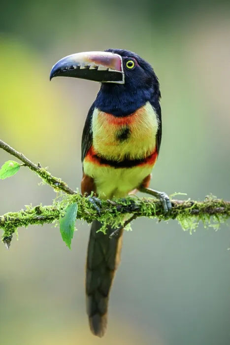 Framed Print : Collared aracari (Pteroglossus torquatus), Toucan Family, Costa Rica Framed Print : Collared aracari (Pteroglossus torquatus), Toucan Family, Costa Rica