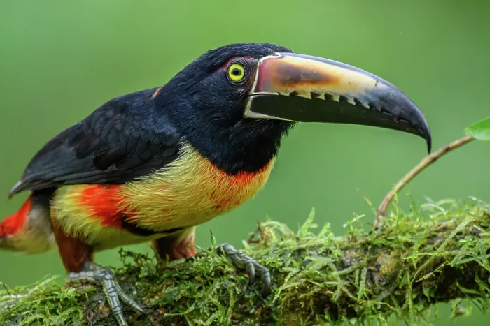Framed Print : Collared aracari (Pteroglossus torquatus), Toucan Family, Costa Rica Framed Print : Collared aracari (Pteroglossus torquatus), Toucan Family, Costa Rica