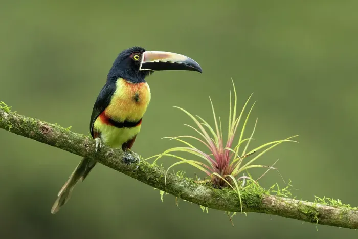 Framed Print : Collared Aracari (Pteroglossus torquatus) on branch with bromeliad, Lowland rainforest, Costa Rica