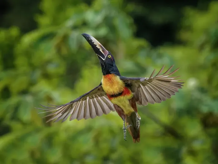 Framed Print : Collared Aracari taking flight (Pteroglossus torquatus), Boca Tapada, Costa Rica Framed Print : Collared Aracari taking flight (Pteroglossus torquatus), Boca Tapada, Costa Rica