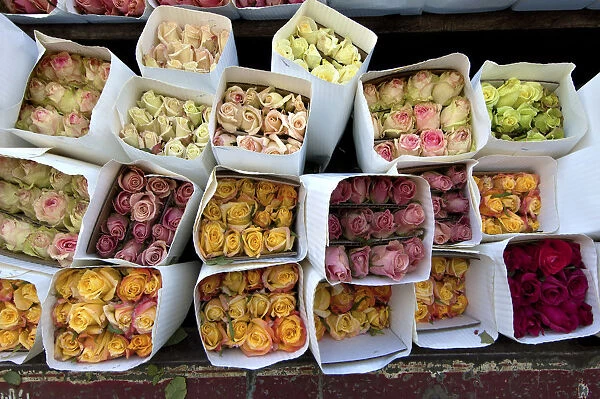 Colombia, Bogota, Paloquemao Flower Market, Roses For Sale