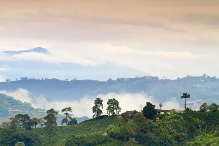 Framed Print : Colombia, Caldas, Manizales, Chinchina, Coffee plantation at Hacienda de Guayabal