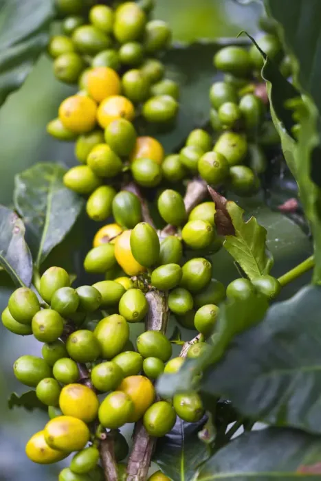 Framed Print : Colombia, Caldas, Manizales, Chinchina, Hacienda de Guayabal, Coffee cherries - Coffee Framed Print : Colombia, Caldas, Manizales, Chinchina, Hacienda de Guayabal, Coffee cherries - Coffee