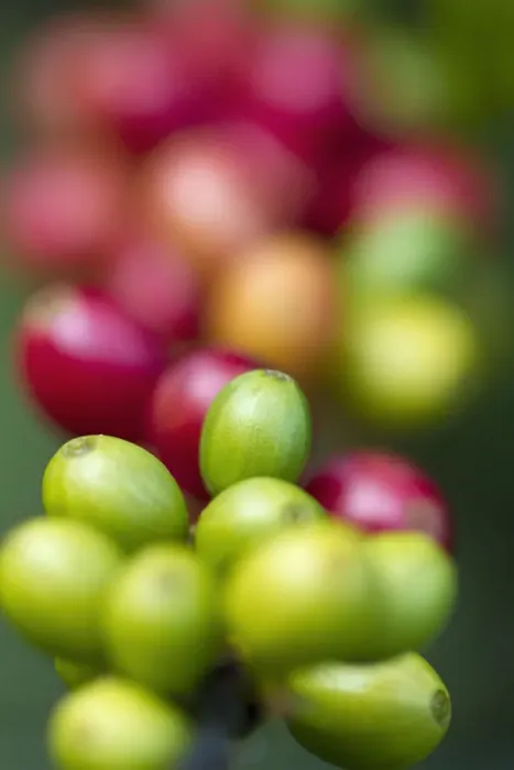 Framed Print : Colombia, Caldas, Manizales, Chinchina, Hacienda de Guayabal, Coffee cherries - Coffee Framed Print : Colombia, Caldas, Manizales, Chinchina, Hacienda de Guayabal, Coffee cherries - Coffee