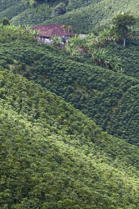 Framed Print : Colombia, Caldas, Manizales, Chinchina, Coffee plantation at Hacienda de Guayabal Framed Print : Colombia, Caldas, Manizales, Chinchina, Coffee plantation at Hacienda de Guayabal