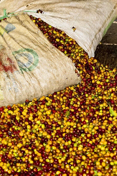 Colombia, Caldas, Manizales, Chinchina, Hacienda de Guayabal, Coffee cherries being