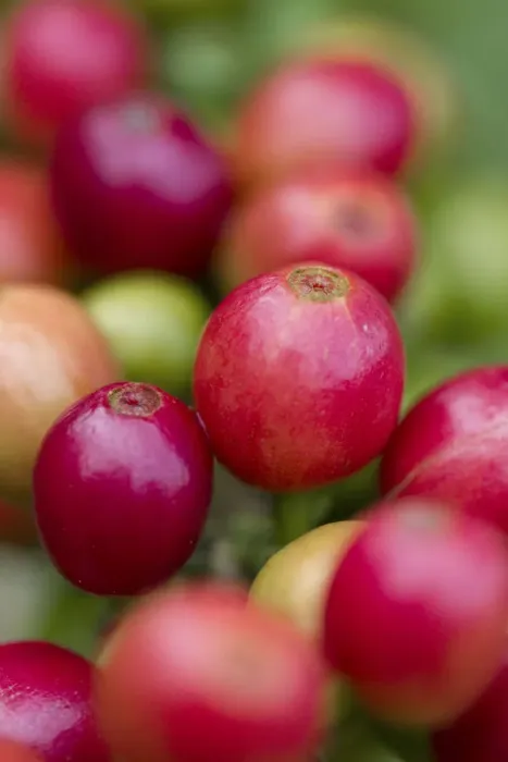 Framed Print : Colombia, Caldas, Manizales, Chinchina, Hacienda de Guayabal, Coffee cherries - Coffee Framed Print : Colombia, Caldas, Manizales, Chinchina, Hacienda de Guayabal, Coffee cherries - Coffee
