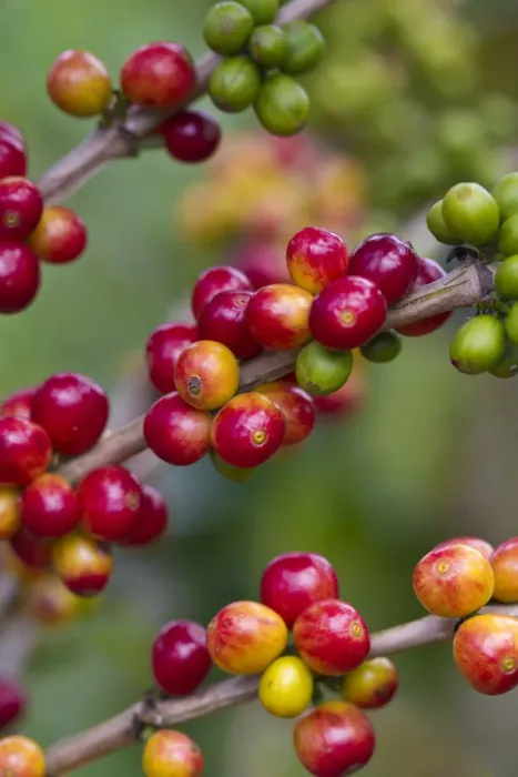 Framed Print : Colombia, Caldas, Manizales, Chinchina, Hacienda de Guayabal, Coffee cherries - Coffee Framed Print : Colombia, Caldas, Manizales, Chinchina, Hacienda de Guayabal, Coffee cherries - Coffee
