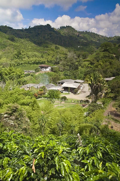 Colombia, Caldas, Manizales, Hacienda Venecia coffee plantation