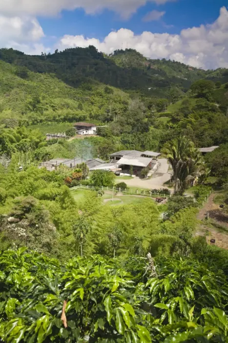 Framed Print : Colombia, Caldas, Manizales, Hacienda Venecia coffee plantation Framed Print : Colombia, Caldas, Manizales, Hacienda Venecia coffee plantation