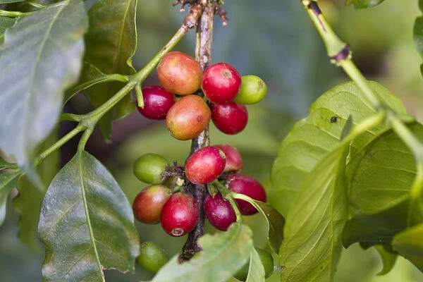 Colombia, Caldes, Manizales, Chinchina, Coffee plantation at Hacienda de Guayabal