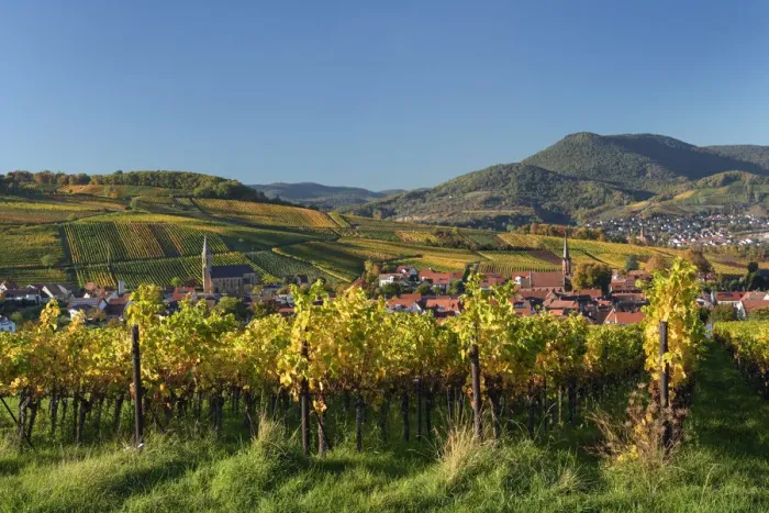 Framed Print : Colored vineyards in autumn near Birkweiler, Southern Wine route, South Palatine, Rhineland-Palatine, Germany Framed Print : Colored vineyards in autumn near Birkweiler, Southern Wine route, South Palatine, Rhineland-Palatine, Germany