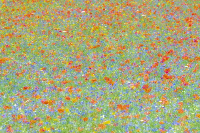 Framed Print : A colorful abstract of the famous flowering of Castelluccio di Norcia, where in July you can see poppies, lentils and cornflowers Framed Print : A colorful abstract of the famous flowering of Castelluccio di Norcia, where in July you can see poppies, lentils and cornflowers
