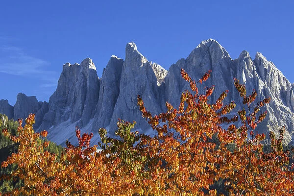 Colorful autumn trees frame the Geislerspitze