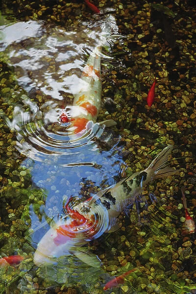 Colorful carp in a pond, Tokyo, Japan