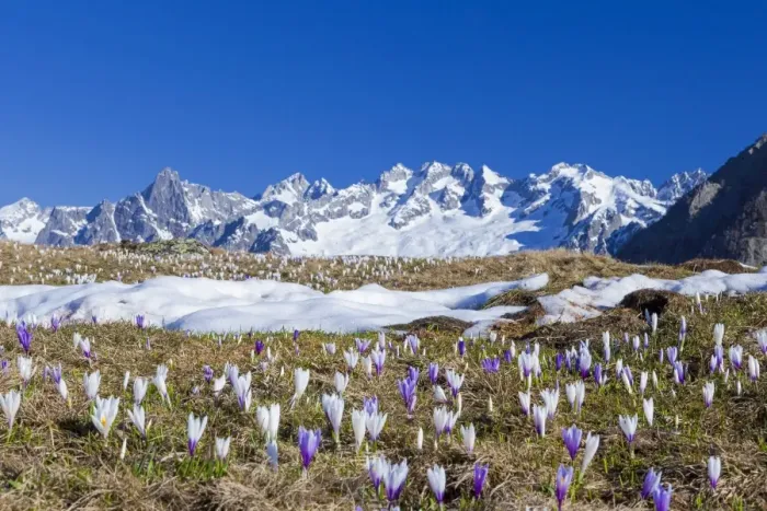 Framed Print : Colorful Crocus in meadows framed by snowy peaks Alpe Granda Sondrio province Masino