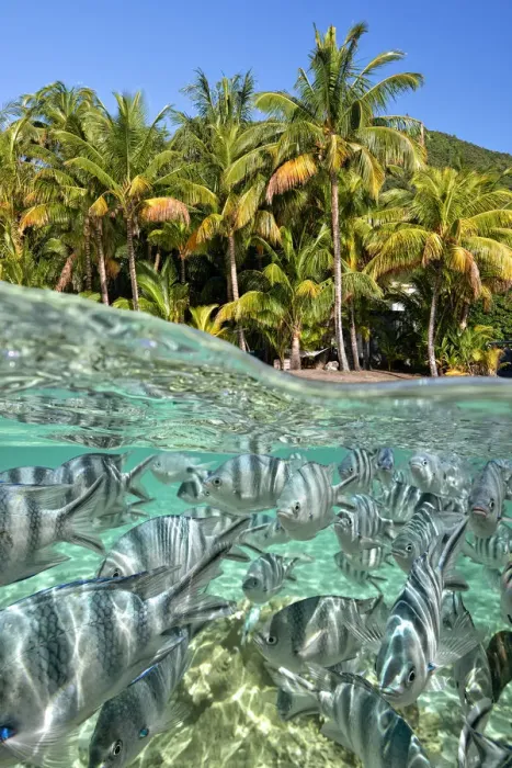 Framed Print : colorful fish and palm trees, a magical Mauritian mix, at Le Morne in the south coast Framed Print : colorful fish and palm trees, a magical Mauritian mix, at Le Morne in the south coast