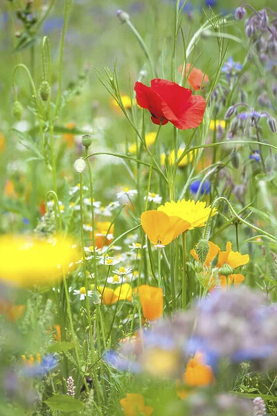 Colorful flower meadow in the park of Ooidonk Castle near Deinze, East Flanders, Belgium