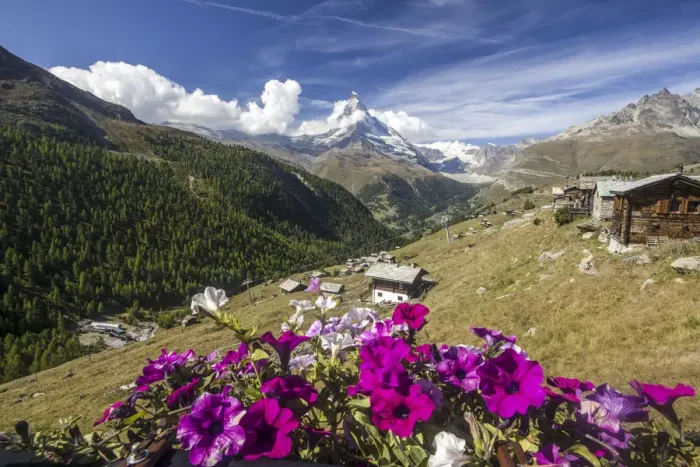 Framed Print : Colorful flowers and mountain huts in the background the Matterhorn Framed Print : Colorful flowers and mountain huts in the background the Matterhorn