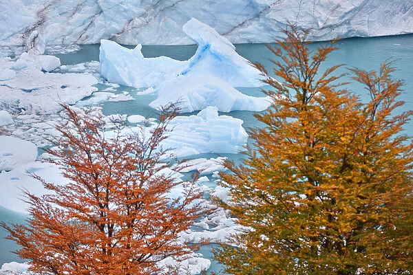 Colorful Lengas trees in contrast with the blue ice of the Perito Moreno Glacier in autumn, Los Glaciares National Park, El Calafate, Argentina