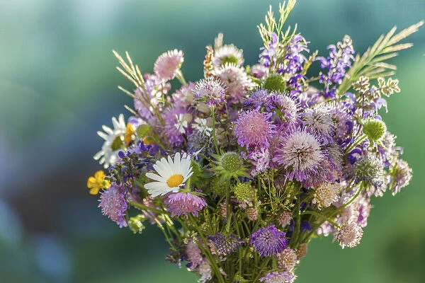 Colorful meadow bouquet, picked in June at Renon in South Tyrol, South Tyrol, Italy