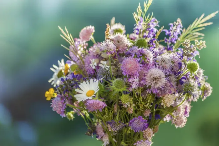 Framed Print : Colorful meadow bouquet, picked in June at Renon in South Tyrol, South Tyrol, Italy Framed Print : Colorful meadow bouquet, picked in June at Renon in South Tyrol, South Tyrol, Italy