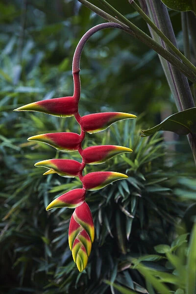A colorful Patuju (Heliconia rostrata) tropical plant in the Iguazu Falls National Park, Misiones, Argentina. Heliconias attract many birds, especially hummingbirds