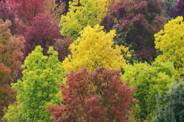 Framed Print : Some colorful trees textures taken near Asciano, in the heart of the Siena countryside (Crete Senesi). Tuscany, Italy Framed Print : Some colorful trees textures taken near Asciano, in the heart of the Siena countryside (Crete Senesi). Tuscany, Italy
