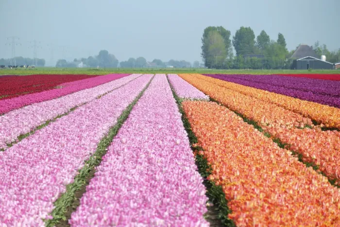 Framed Print : Colorful tulip fields near village of Ursem, North Holland, Netherlands Framed Print : Colorful tulip fields near village of Ursem, North Holland, Netherlands