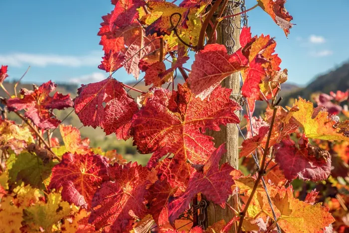 Framed Print : Colorful vines above Bremm on the Mosel, Mosel, Rhineland-Palatinate, Germany Framed Print : Colorful vines above Bremm on the Mosel, Mosel, Rhineland-Palatinate, Germany