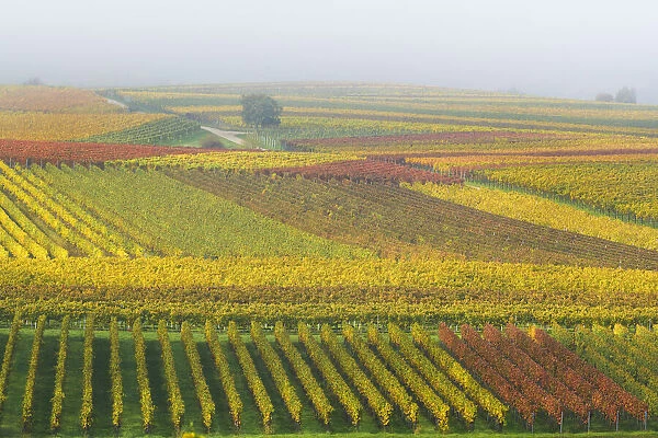 Colorful vineyards in autumn, Landau, Southern Wine route, South Palatine, Rhineland-Palatine, Germany
