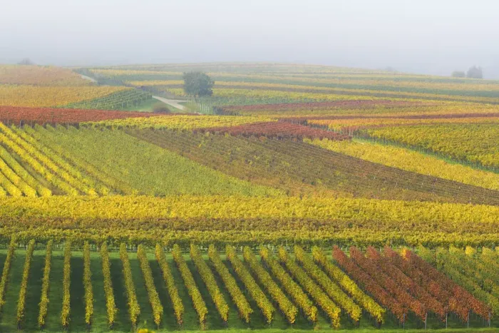 Framed Print : Colorful vineyards in autumn, Landau, Southern Wine route, South Palatine, Rhineland-Palatine, Germany Framed Print : Colorful vineyards in autumn, Landau, Southern Wine route, South Palatine, Rhineland-Palatine, Germany