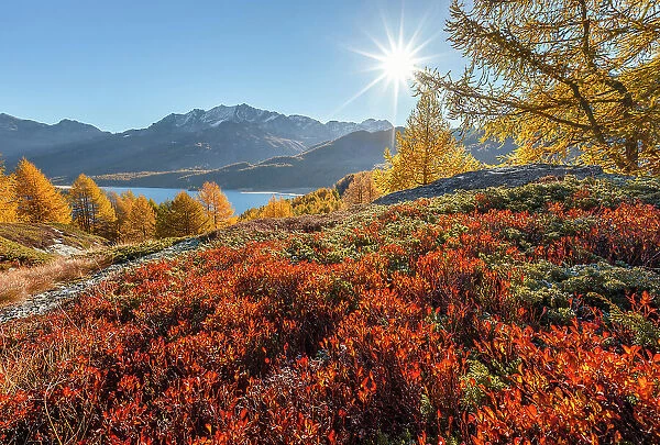 The colors of Autumn on lake Sils, Engadine, Canton of Graubunden, Maloja district, Switzerland