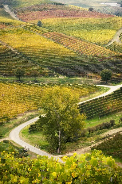 Coloured foliage vineyards in Barbaresco, Piedmont, Italy