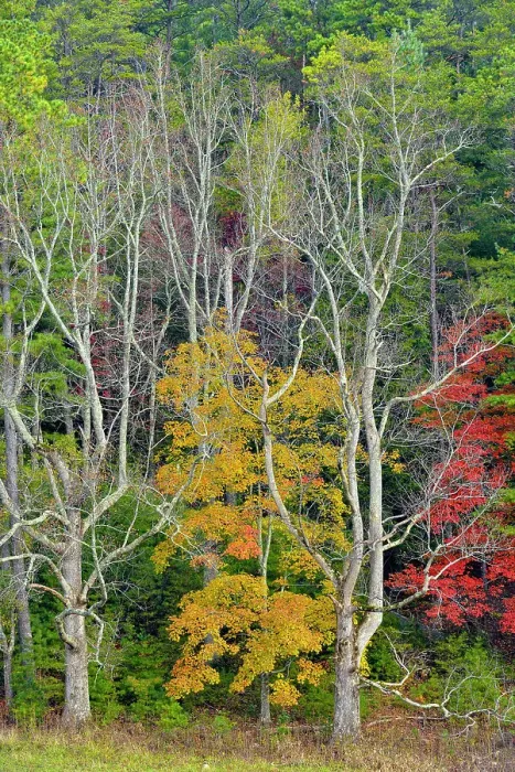 Framed Print : Colourful autumn foliage in Cades Cove, Great Smoky Mountains NP, Tennessee, USA Framed Print : Colourful autumn foliage in Cades Cove, Great Smoky Mountains NP, Tennessee, USA