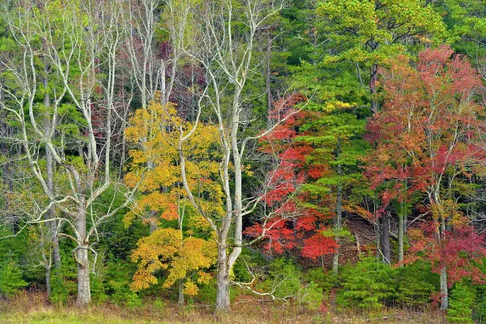 Framed Print : Colourful autumn foliage in Cades Cove, Great Smoky Mountains NP, Tennessee, USA Framed Print : Colourful autumn foliage in Cades Cove, Great Smoky Mountains NP, Tennessee, USA