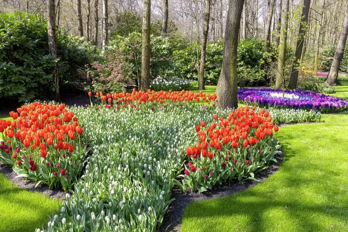 Framed Print : A colourful display of flowers in the Keukenhof gardens, Lisse, North Holland, Netherlands Framed Print : A colourful display of flowers in the Keukenhof gardens, Lisse, North Holland, Netherlands