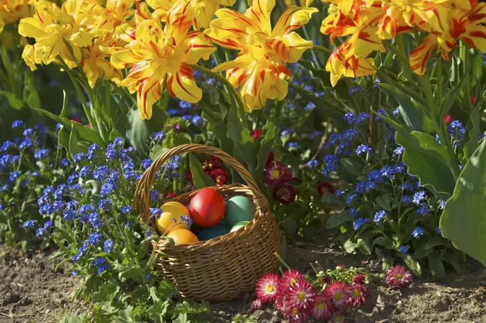 Framed Print : colourful easter eggs in a basket Framed Print : colourful easter eggs in a basket
