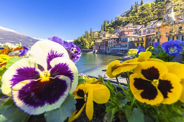 Colourful flowering on the lake. Varenna, Province of Lecco, Como Lake, Lombardy